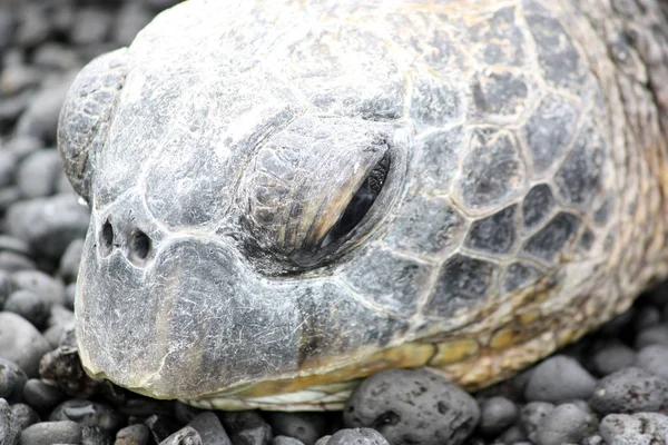 Tortugas cara primer plano — Foto de Stock