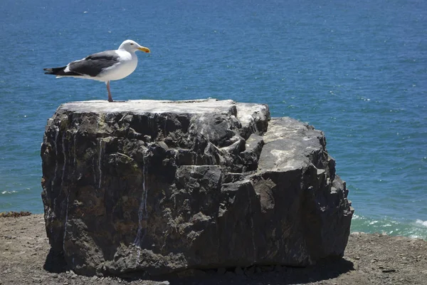 海鸥在岩石上 — 图库照片