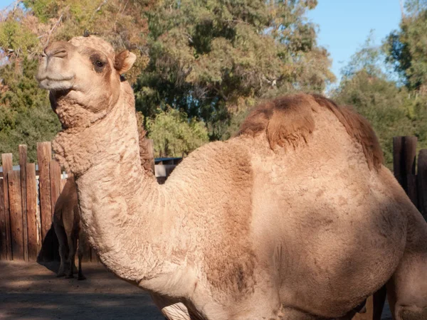 Африканський Dromedary верблюд — стокове фото