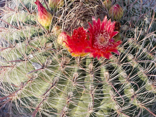 Cactus a botte dell'Arizona — Foto Stock