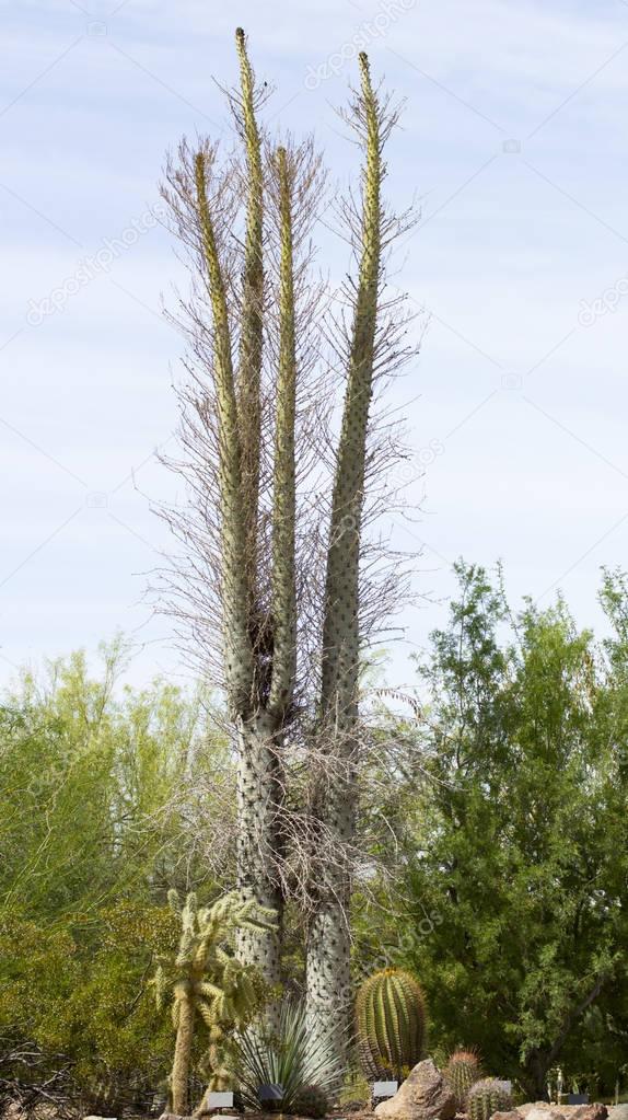 Boojum Tree Cactus