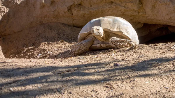 Tortuga estimulada africana — Foto de Stock