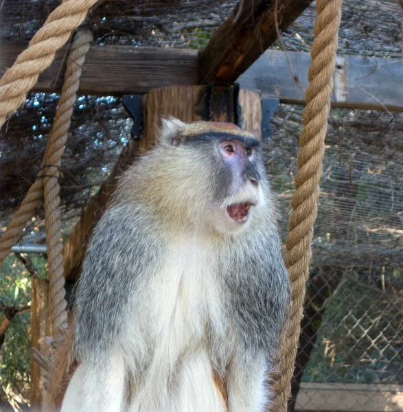 非洲 Patas 猴子或红色长尾 — 图库照片