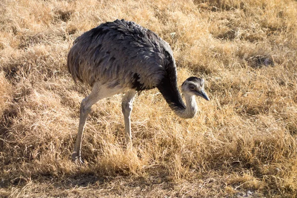 Нанду, південноамериканських страуса — стокове фото