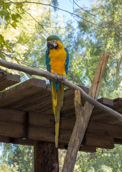 Ara Ararauna or Blue-and-yellow Macaw — Stock Photo, Image