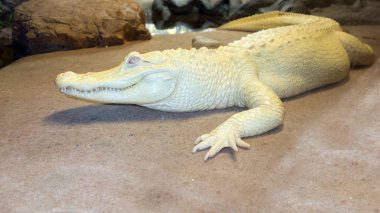 Albino Mississippian Alligator clipart