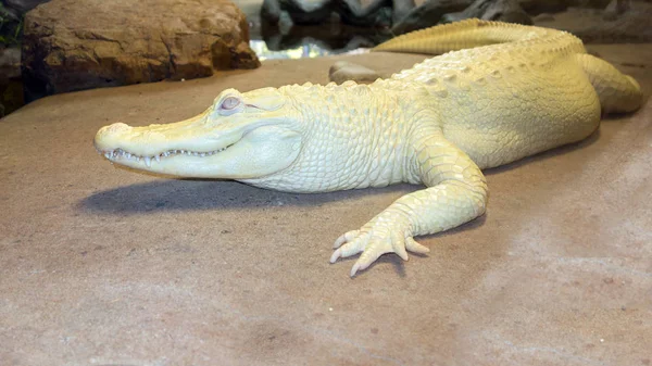 Albino Mississippian timsah