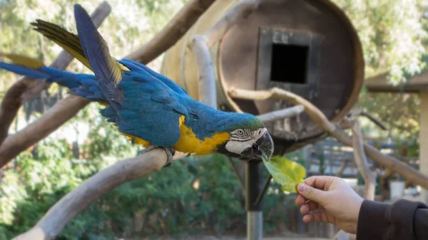 Ara Ararauna ou aras bleu et jaune — Photo