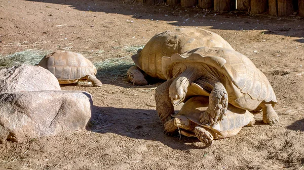 Afrika teşvik kaplumbağa — Stok fotoğraf