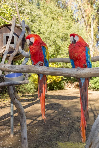 Ara Macao or Scarlet Macaw — Stock Photo, Image