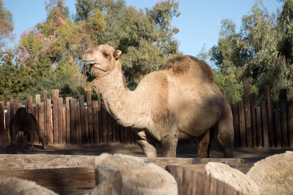 Товсті волоссям Dromedary верблюд — стокове фото