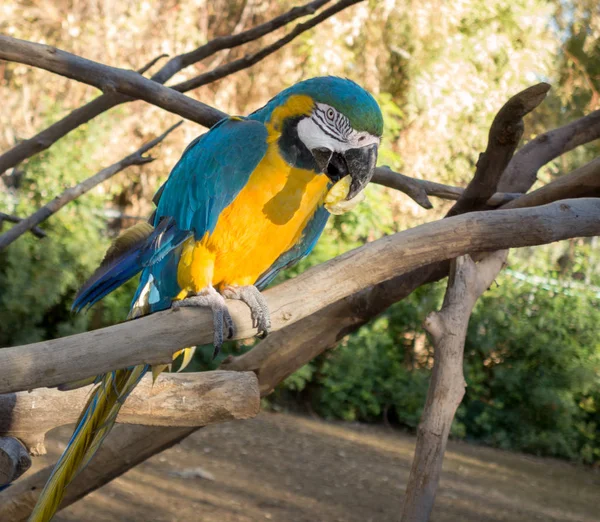 Ara Ararauna ou aras bleu et jaune — Photo