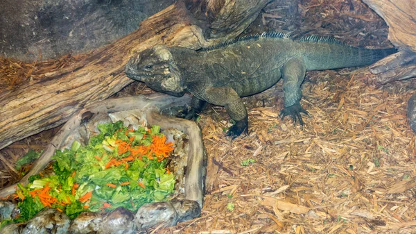 Rhinoceros dominicanos Iguana — Fotografia de Stock