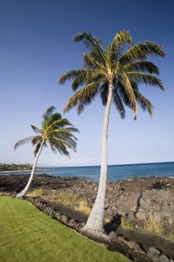 Hawaii Palm düet