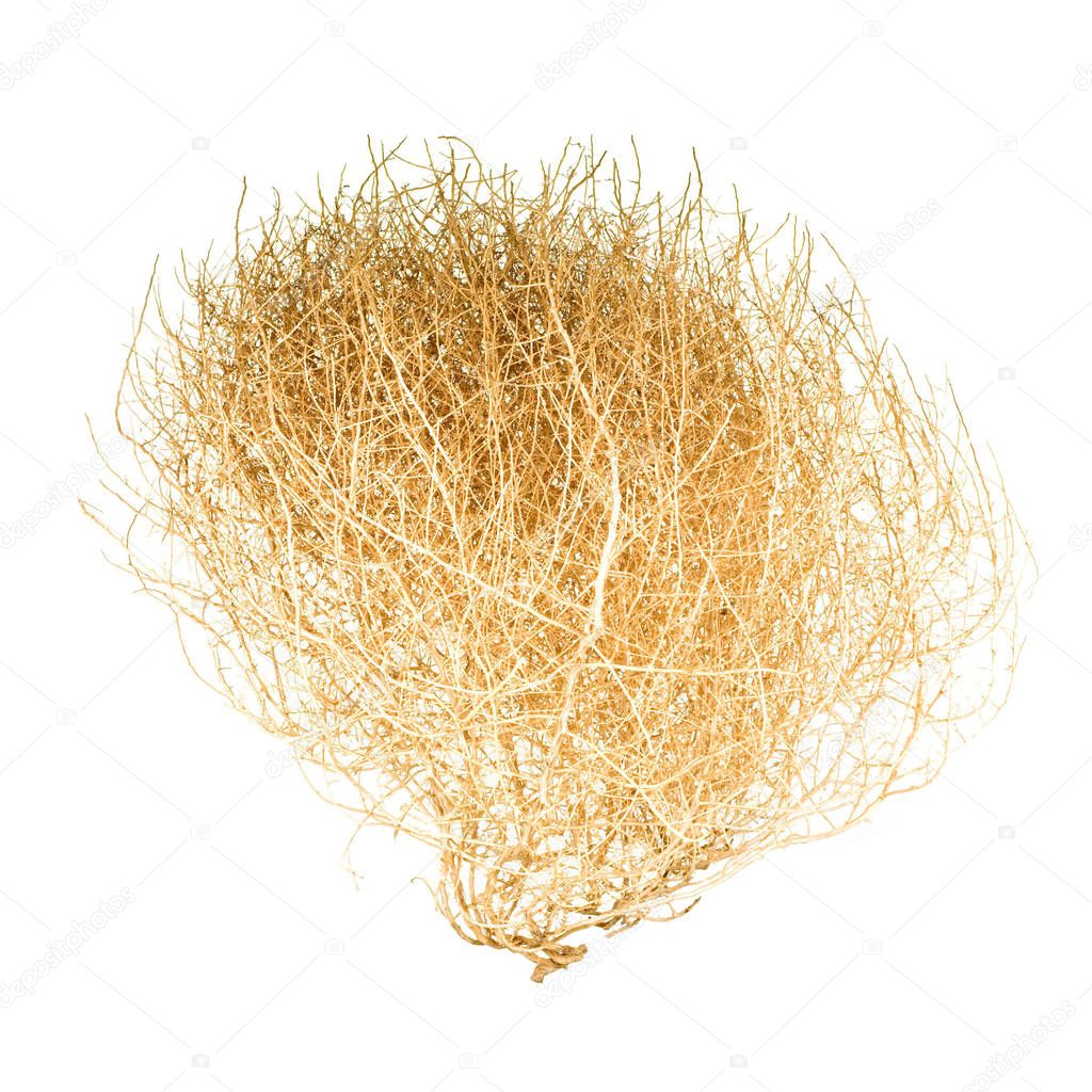 Tumbleweed Bush, isolated