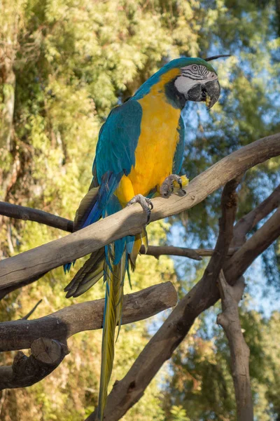 Ara Ararauna ou arara azul e amarela — Fotografia de Stock