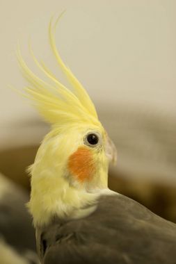 Geriye dönük arıyorum petsupplies