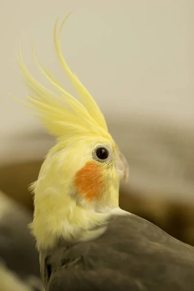 Cockatiel mirando hacia atrás —  Fotos de Stock