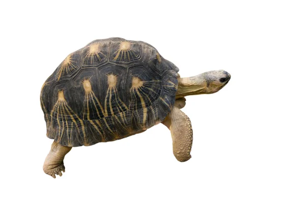 Tortuga terrestre, aislada — Foto de Stock