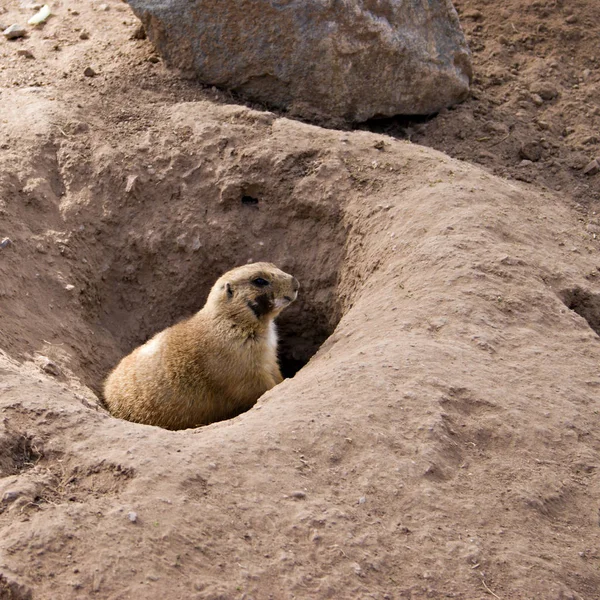 Prairie Dog Hide Out