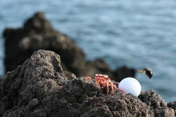 Hawaiianische rote Krabbe und schwarze Biene — Stockfoto