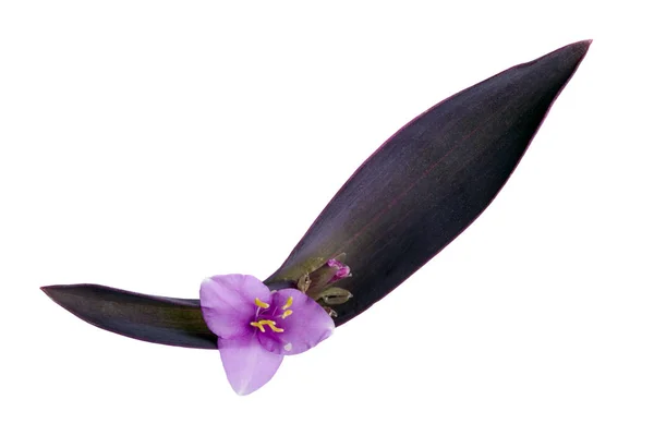 Cinco Passado Nove Lily — Fotografia de Stock