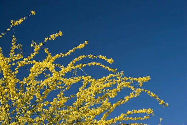 Arizona Yellow Blue Colores, espacio para copiar — Foto de Stock