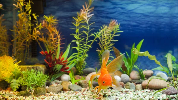 Native Gold aquariumvissen — Stockfoto