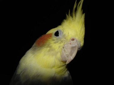 Meraklı papağan bakmak