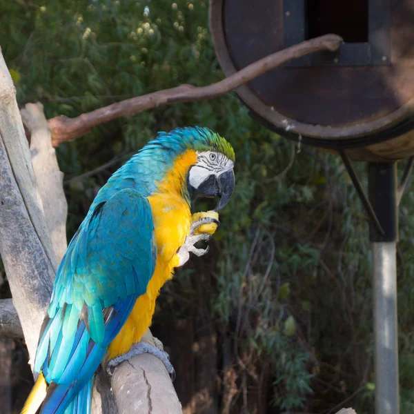 Ara Ararauna or Blue-and-yellow Macaw — Stock Photo, Image