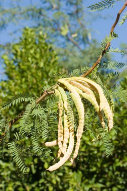 Mesquite bakla kümesi
