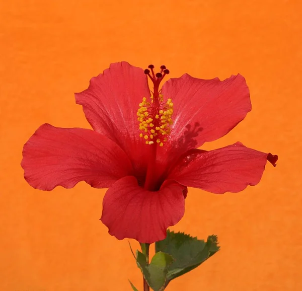 Ibisco tropicale rosso — Foto Stock