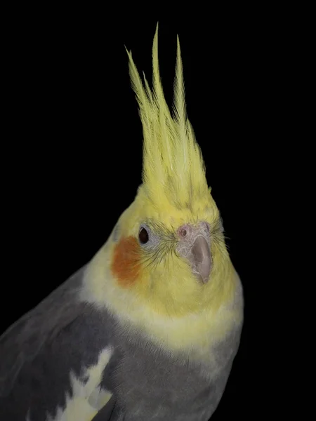 Cockatiel Retrato, sobre negro —  Fotos de Stock