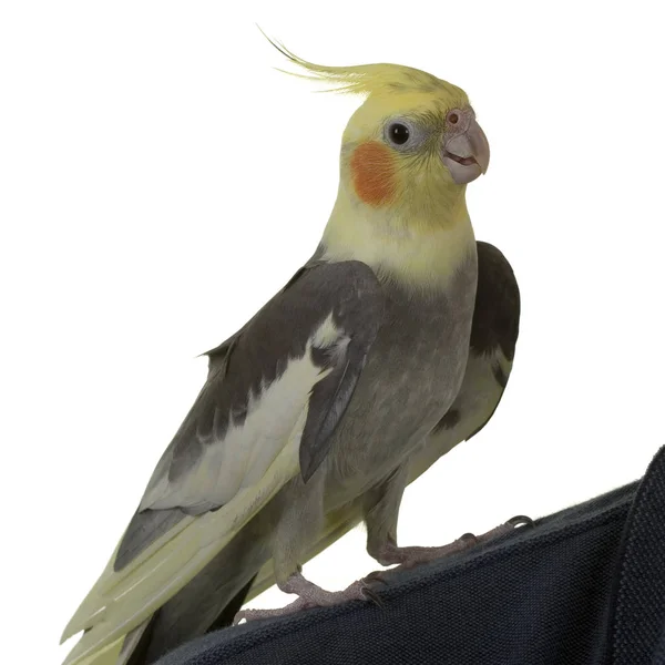 Cockatiel en el hombro —  Fotos de Stock