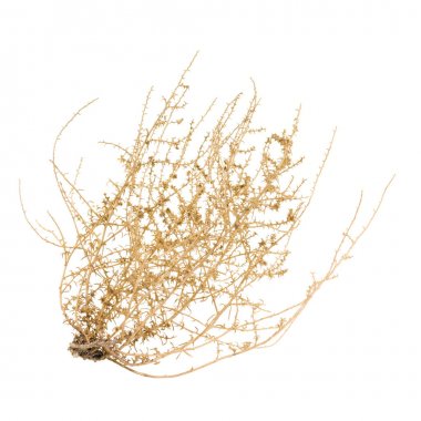 Kuru Tumbleweed Bush