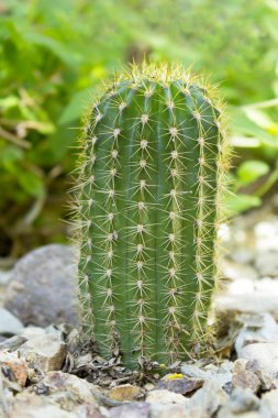 Trichocereus Grandiflorus kaktüs
