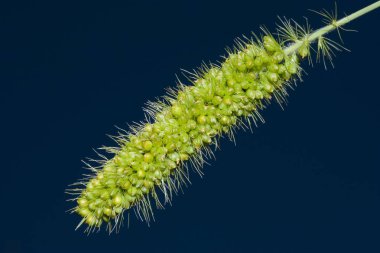 Spikelet closeup olgunlaşma