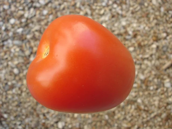 Pomodoro Roma Rosso — Foto Stock