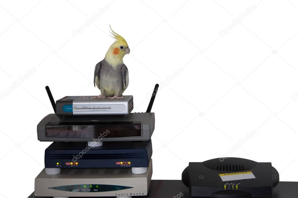 Cockatiel atop of Network Devices