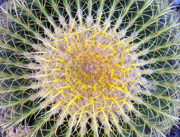 Spina Cactus sfondo — Foto Stock