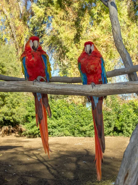 Ara Makaó vagy Ara papagáj — Stock Fotó