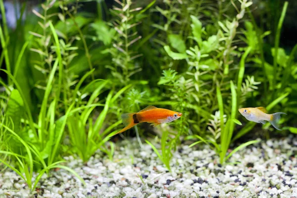 Aquarium Schwertschwanz und Molly — Stockfoto