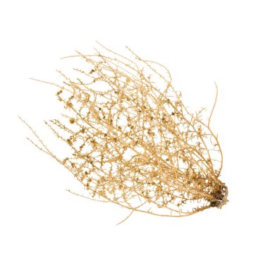 Kuru Tumbleweed Bush