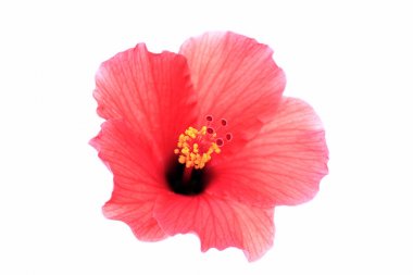 Parlak kırmızı ebegümeci