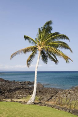 Hawaii Adaları palmiye