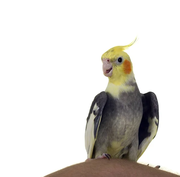 Mr. Speaker Cockatiel — стоковое фото