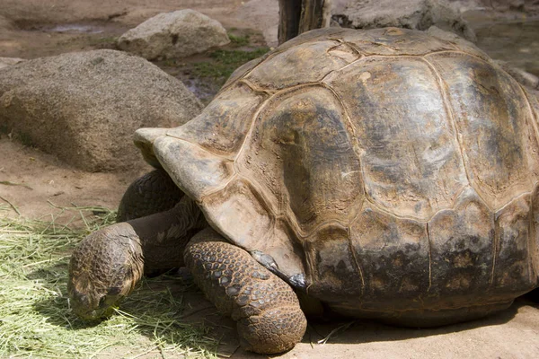 Tortuga terrestre gigantesca — Foto de Stock