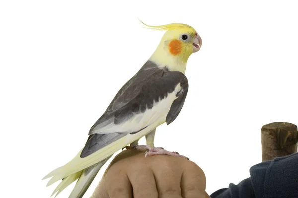 Friendly Talk with Cockatiel — Stock Photo, Image
