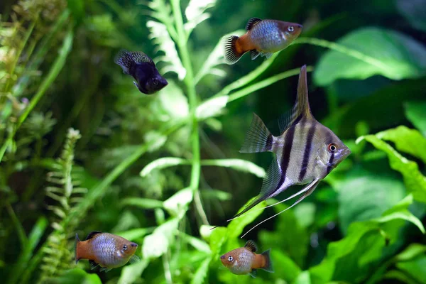 Angelfish in Tropical Aquarium — Stock Photo, Image