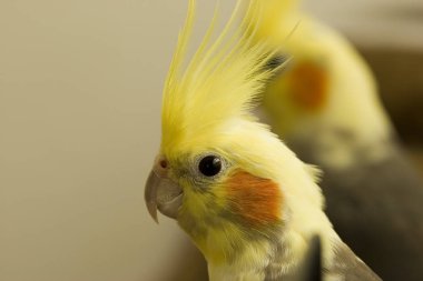 Sevgili kırmızı benekli